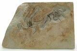 Two Jurassic Brittle Stars (Palaeocoma) - Lyme Regis #316593-1